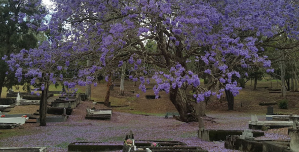 Stories in Stone 2025 - Cemetery Heritage & History Conference Brisbane